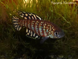 00-0-Copr_2018-Jan_Wirent.jpg