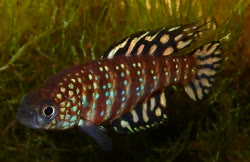 STL - Hypsolebias stellatus