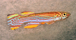 Abengnam