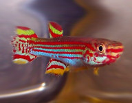 GEMHS_00-34 -   