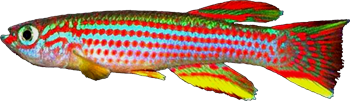 STR - Aphyosemion striatum