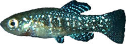 STS - Paraphanius striptus