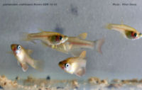 00-0-Copr_2012_Feret_Denist.jpg