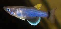 STU - Pantanodon stuhlmanni