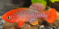 STV - Nothobranchius streltsovi