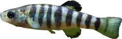SUR - Anatolichthys  sureyanus