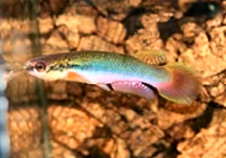 SUS - Rivulus (Melanorivulus) salmonicaudatus HVP 2016-2