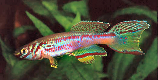 SWO - Fundulopanchax schwoiseri