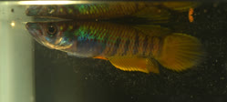 00-0-Copr_2025-Nakamurat.jpg