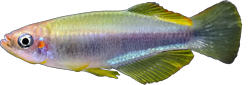 00-0-Copr_2025-John_Stelt.png
