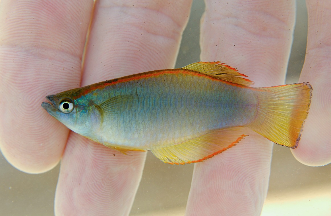 Muyuka -  Tributary of the Mungo River