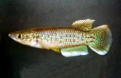Doroa -  P. Sp. 