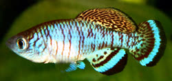 TAI - Nothobranchius taiti