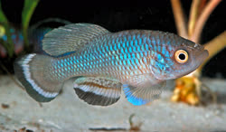 TAP - Nothobranchius taeniopygus