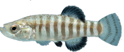 TDS - Anatolichthys transgrediens