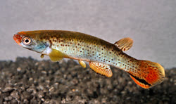 TEN - Rivulus (Cynodonichthys) tenuis