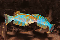 TGN - Lamprichthys tanganicanus