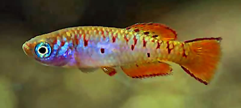 Ada_GH_06-5