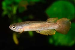 TNT - Anablepsoides taeniatus