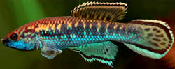 TOD - Callopanchax toddi
