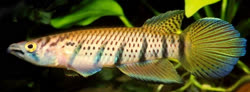 TOG - Epiplatys togolensis 'Togo35'