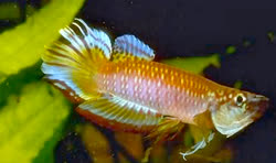TOT - Epiplatys fasciolatus tototaensis