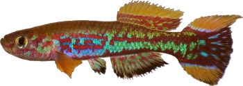 TRA - Fundulopanchax traudae