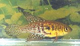 TRI - Hypsolebias trilineatus