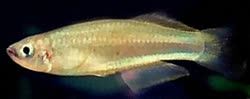 TRV - Procatopus terveri