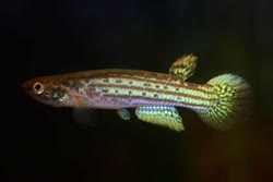 TSU - Rivulus tesselatus
