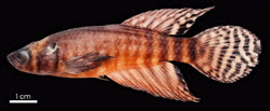00-0-Copr_2025-Bruno_Pinheiro_Gomes-Holotype_MNRJ_56004_M_23-5mm.jpg 00-0-Copr_2025-Bruno_Pinheiro_Gomes-Holotype_MNRJ_56004_M_23-5mmt.jpg