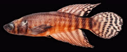 00-1-Copr_2025-Bruno_Pinheiro_Gomes-Holotype_MNRJ_56004_M_23-5mm.jpg 00-1-Copr_2025-Bruno_Pinheiro_Gomes-Holotype_MNRJ_56004_M_23-5mmt.jpg
