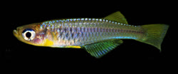 TYI - Hylopanchax thysi