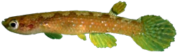 UBM - Rivulus (Laimosemion) ubim