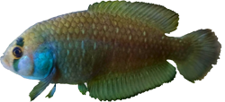 UNV - Austrolebias univentripinnis