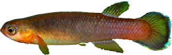 URF - Rivulus (Cynodonichthys) uroflammeus uroflammeus