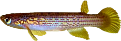 URO - Rivulus (Anablepsoides) urophthalmus