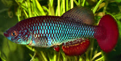 USA - Nothobranchius usanguensis