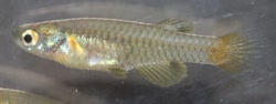 USG - Lacustricola usanguensis