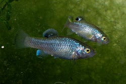 VCA - Cyprinodon veronicae