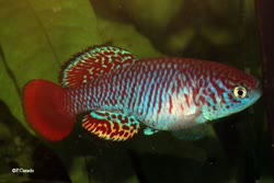 VEN - Nothobranchius venustus