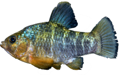 VGS - Cyprinodon variegatus