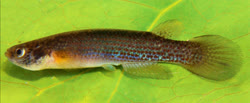 VIE - Rivulus (Anablepsoides) vieirai