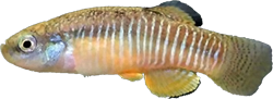 VLK - Anatolichthys villwocki