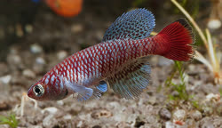 VOS - Nothobranchius vosseleri