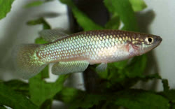 VRT - Pachypanchax varatraza