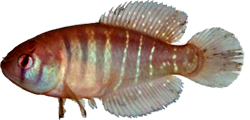 VRZ - Austrolebias varzeae