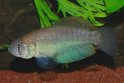 VZF - Austrolebias vazferreirai