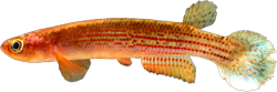 WAI - Rivulus waimacui
