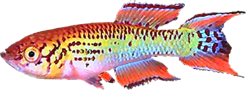 WAL - Fundulopanchax walkeri Kutunse